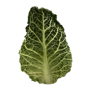 savoye spitskool.jfif